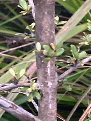 Coprosma propinqua propinqua