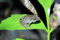 Pristimantis charlottevillensis