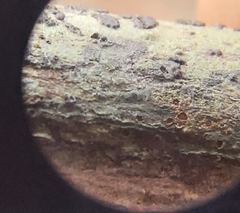 Bathelium carolinianum