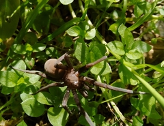 Kukulcania hibernalis