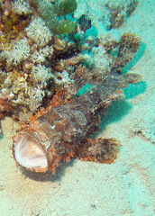 Scorpaenopsis barbata