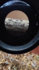 Bathelium carolinianum