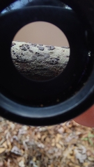 Bathelium carolinianum