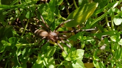 Kukulcania hibernalis