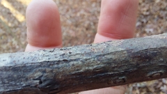 Bathelium carolinianum