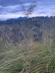 Coprosma propinqua propinqua