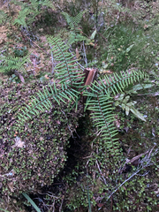 Gleichenia