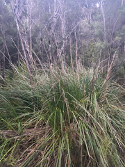 Carex virgata