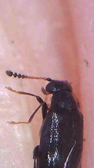 Zenascus antennalis