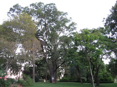 Cadellia pentastylis