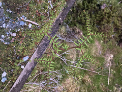 Gleichenia