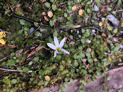 Lobelia angulata