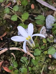 Lobelia angulata