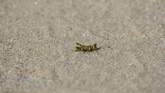 Bootettix argentatus