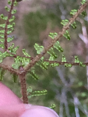 Gleichenia