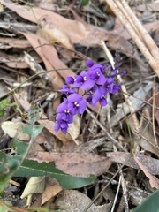 Hardenbergia