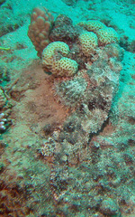 Scorpaenopsis barbata