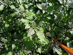 Solanum opacum