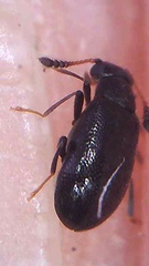 Zenascus antennalis