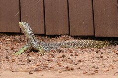 Varanus gouldii