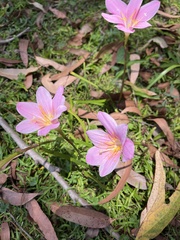 Zephyranthes