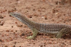Varanus gouldii
