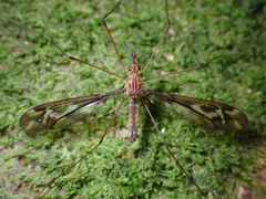 Leptotarsus huttoni