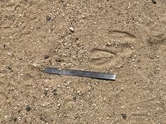 Odocoileus hemionus californicus