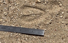 Odocoileus hemionus californicus