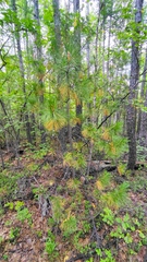 Betula platyphylla