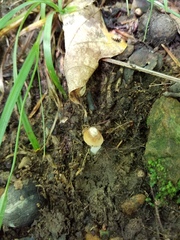 Amanita solaniolens