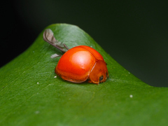 Chilocorus circumdatus