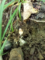 Amanita solaniolens