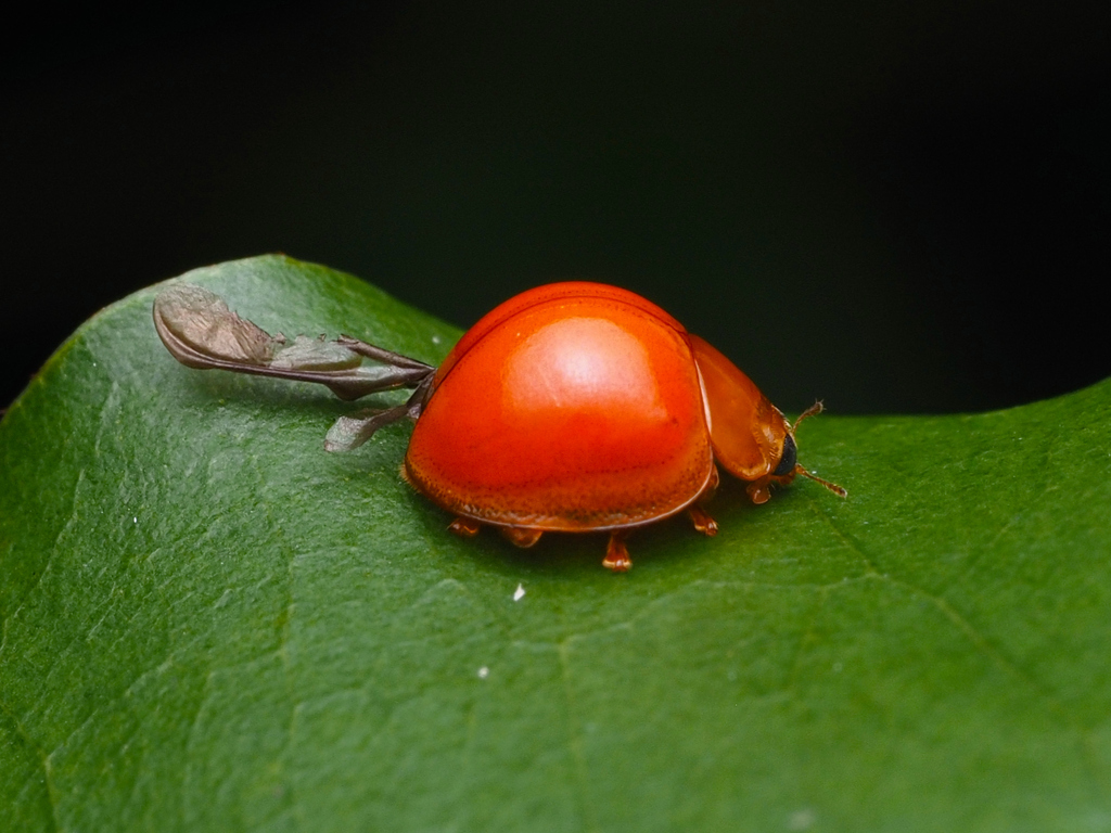 Red Chilocorus