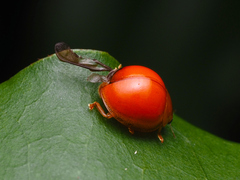 Chilocorus circumdatus
