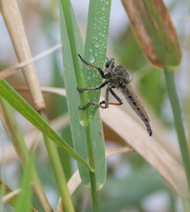 Promachus vertebratus