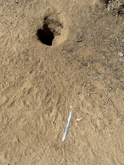 Otospermophilus beecheyi