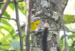 Oreothlypis superciliosa