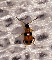 Cornulactica varicornis