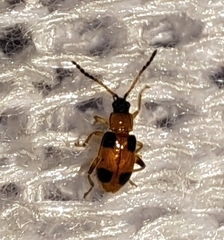 Cornulactica varicornis