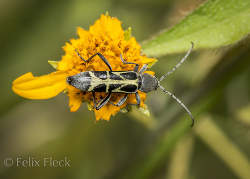 Tanyochraethes clathratus thumbnail