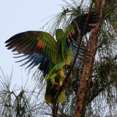 Amazona barbadensis