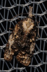 Platynota exasperatana