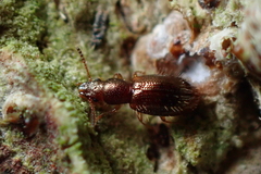 Salpingidae
