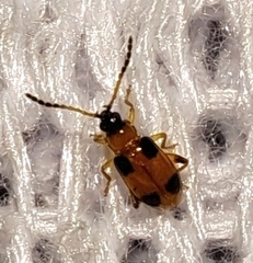 Cornulactica varicornis