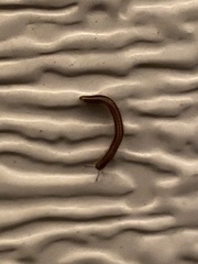 Brachyiulus