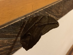 Eryphanis