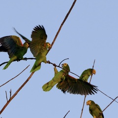 Amazona barbadensis