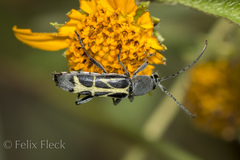 Tanyochraethes clathratus
