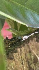 Anolis aeneus